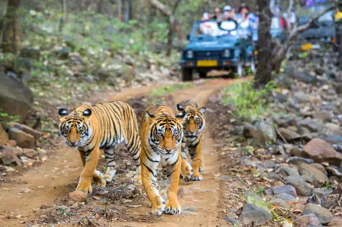 Golden Triangle Tour with Ranthambore