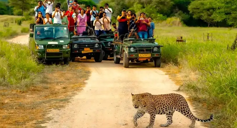 jhalana-leopard-safari Jaipur