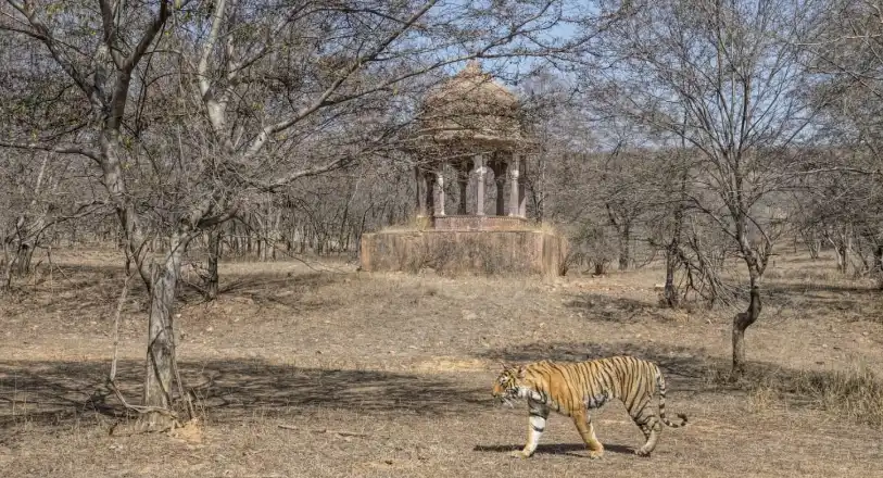 Ranthambore Tiger Safari