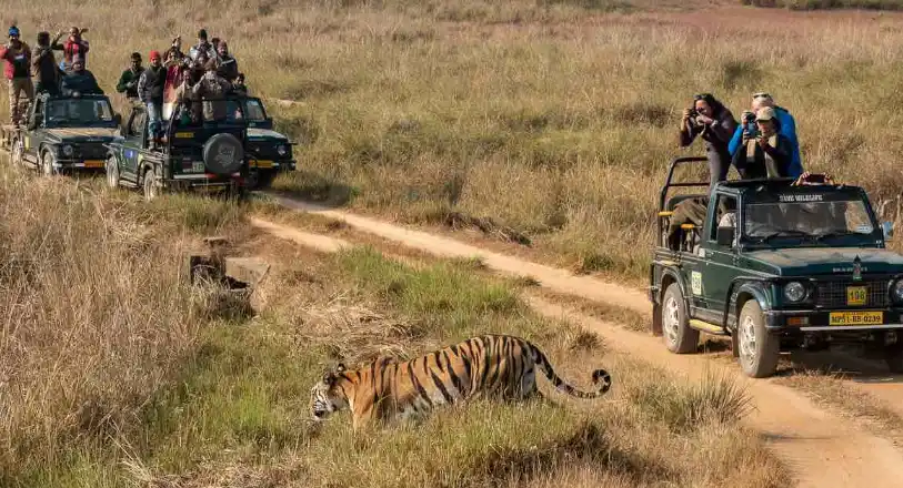 Ranthambore Wildlife Safari