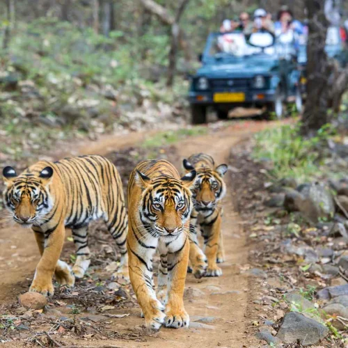 Ranthambore Tour Packages Ranthambore Tour Packages