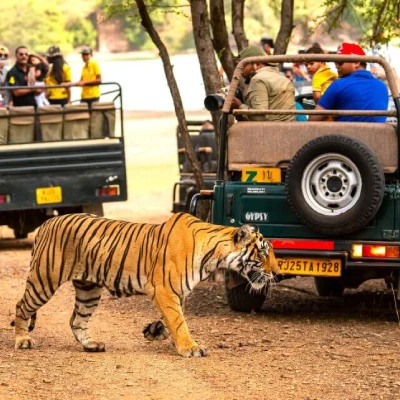 Ranthambore Tour Packages Ranthambore Tour Packages