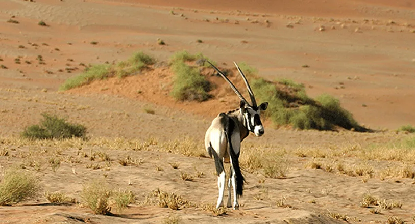 Desert National Park