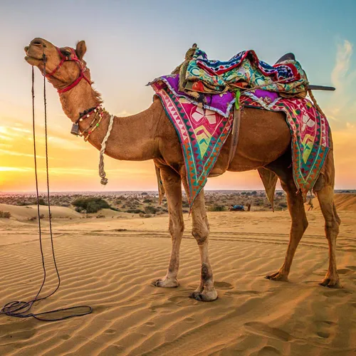 Jaisalmer Tour Packages