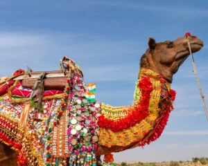 Bikaner Jaisalmer Tour Package