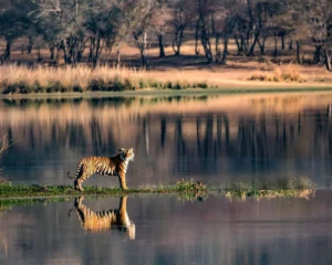 Jaipur Ranthambore Same Day Tour