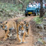 Golden Triangle Tour With Ranthambore