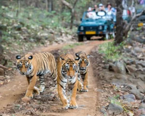 Golden Triangle Tour With Ranthambore