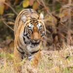 golden-triangle-tour-with-ranthambore