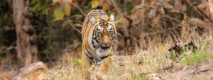 golden-triangle-tour-with-ranthambore
