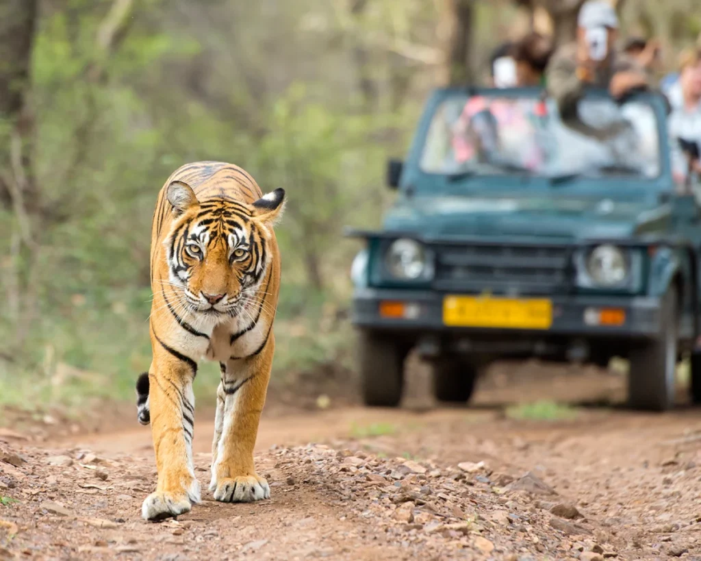 Ranthambore Tour Packages