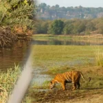 Day 1: Jaipur to Ranthambore Transfer and Tiger Safari