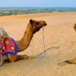 Desert Safari in Rajasthan