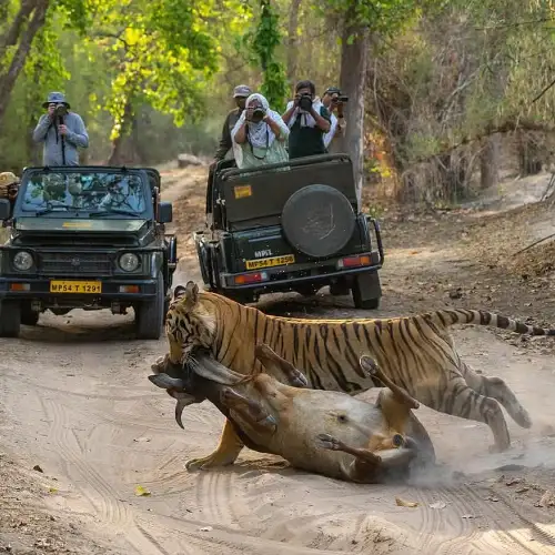 Enjoy Tiger Safari Enjoy Tiger Safari