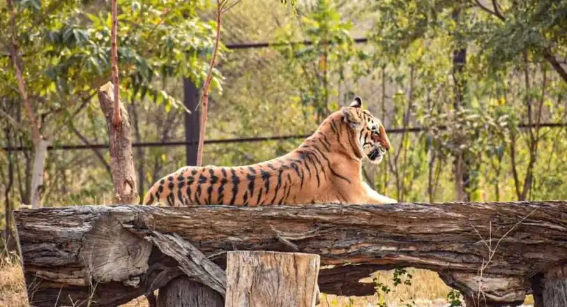 Zoological Garden Jaipur Zoological Garden Jaipur