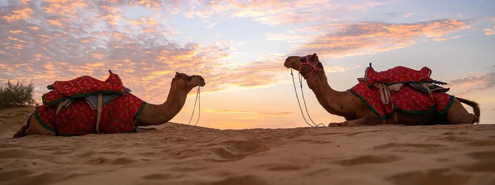 camel and Desert Safari in Rajasthan
