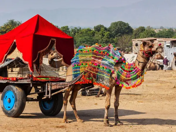 pushkar camel fair in rajasthan india pushkar camel fair in rajasthan india