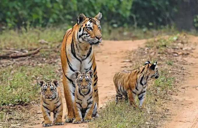 Tiger safari (operational during specific seasons)
