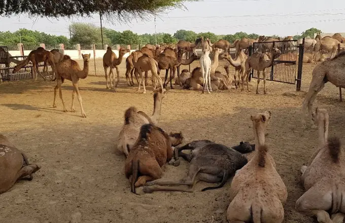 NRC on Camel