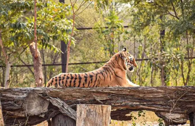 Nahargarh Biological Park