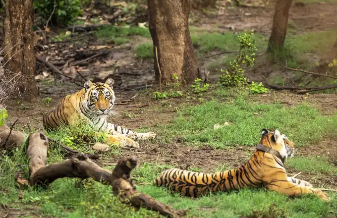 Sariska Tiger Reserve